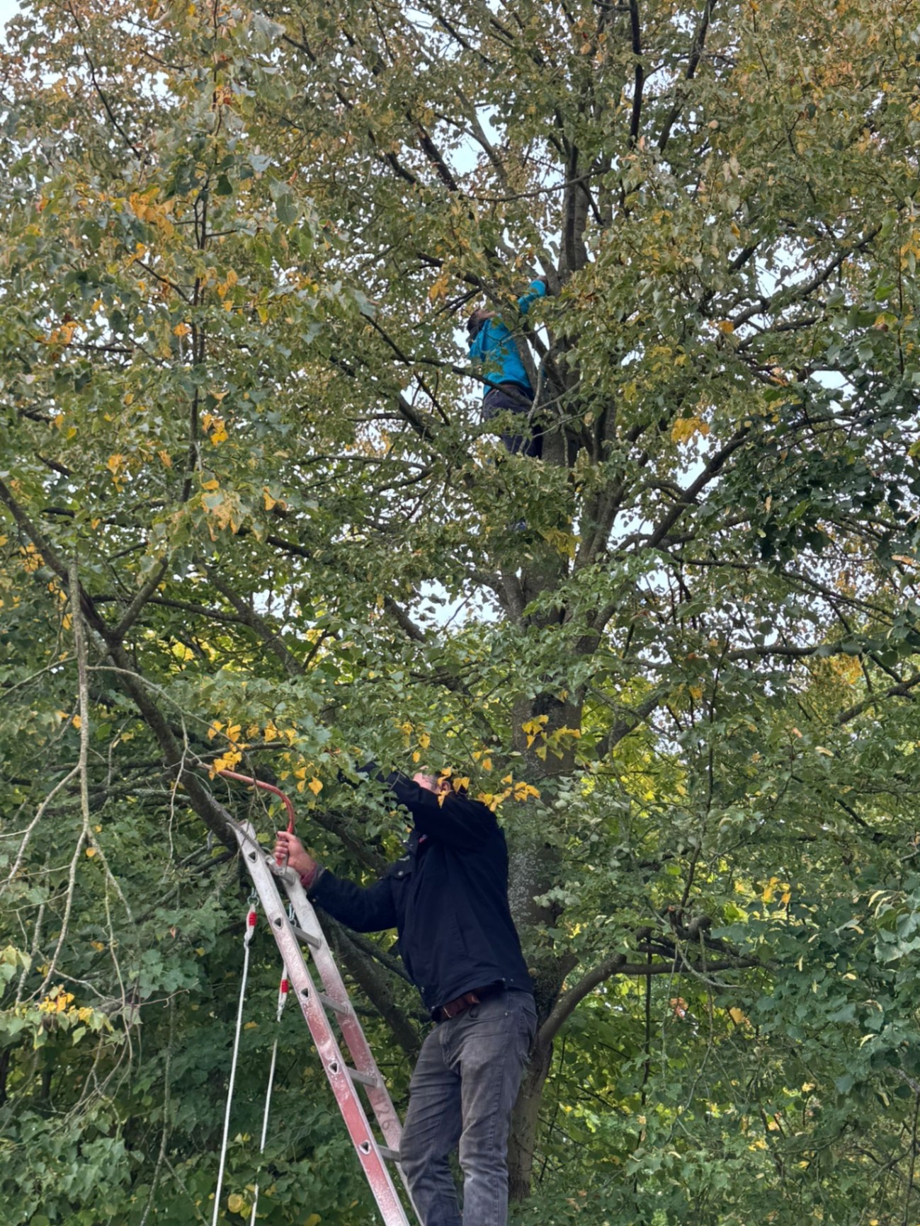 Baumpflege und Astschnitt in luftiger Höhe